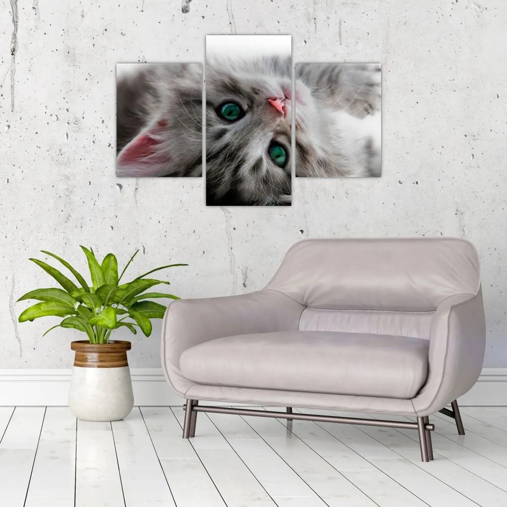 Tablou - Pisica cu ochi verzi (90x60 cm)
