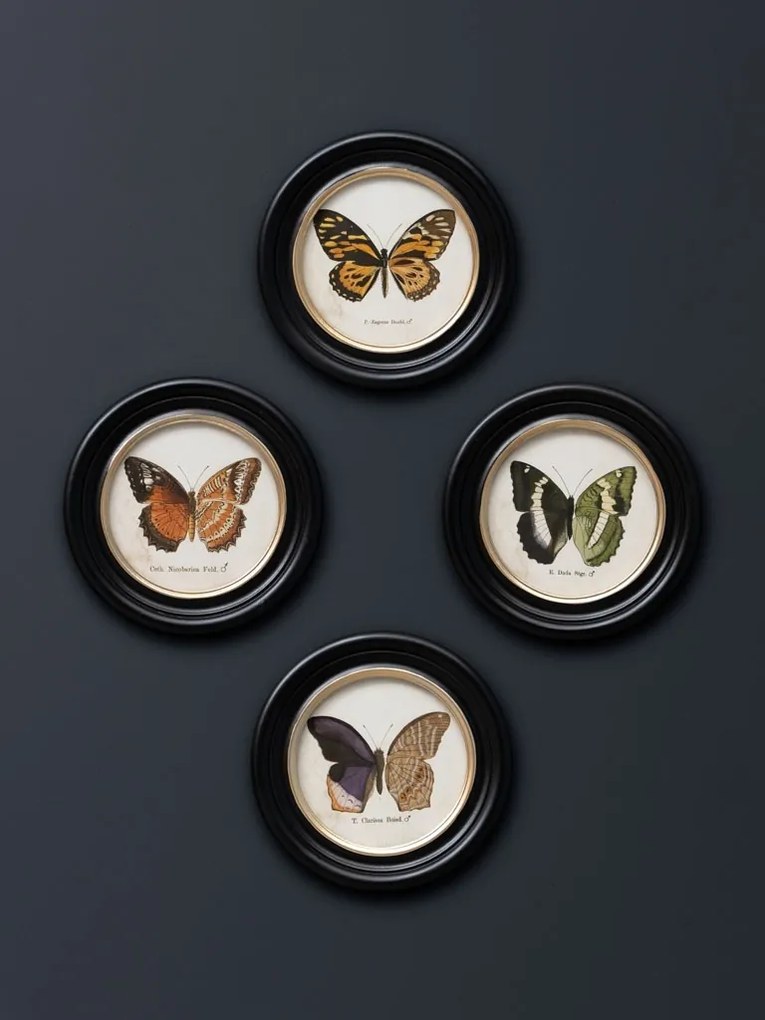 Set 4 tablouri cu fluturi, cu rama din lemn de pin, Butterfly