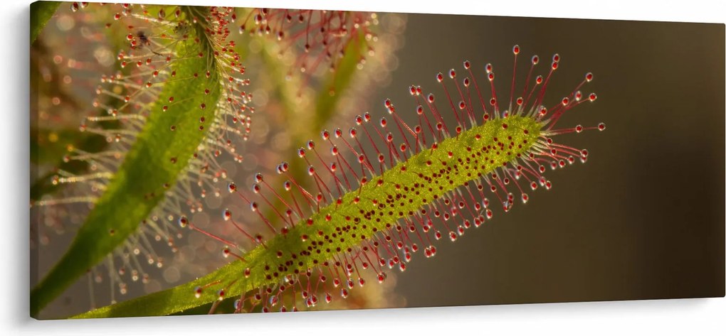 Tablou cu plantă (120x50 cm)