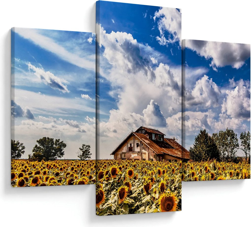 Tablou cu câmp de floarea soarelui (90x60 cm)