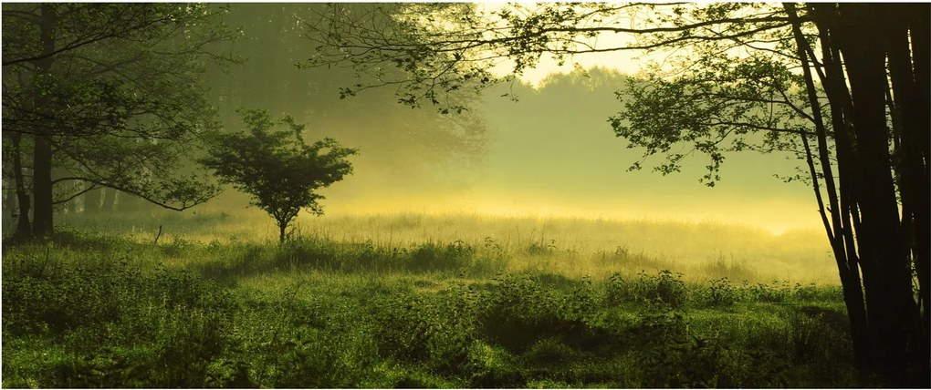 Tablou - Pădurea trezită (120x50 cm)