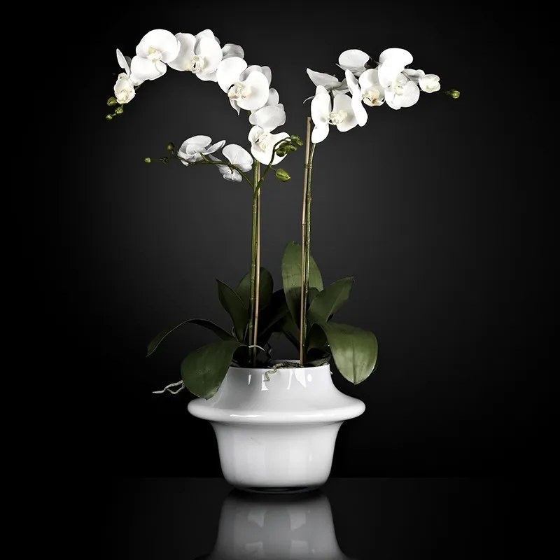 Aranjament floral ATOLLO 2 WITH PHALENOPSIS MEDIUM 1141262.95