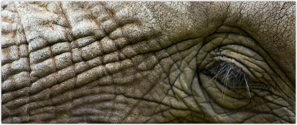 Tablou - Prim-planul ochiului de elefant vechi (120x50 cm)