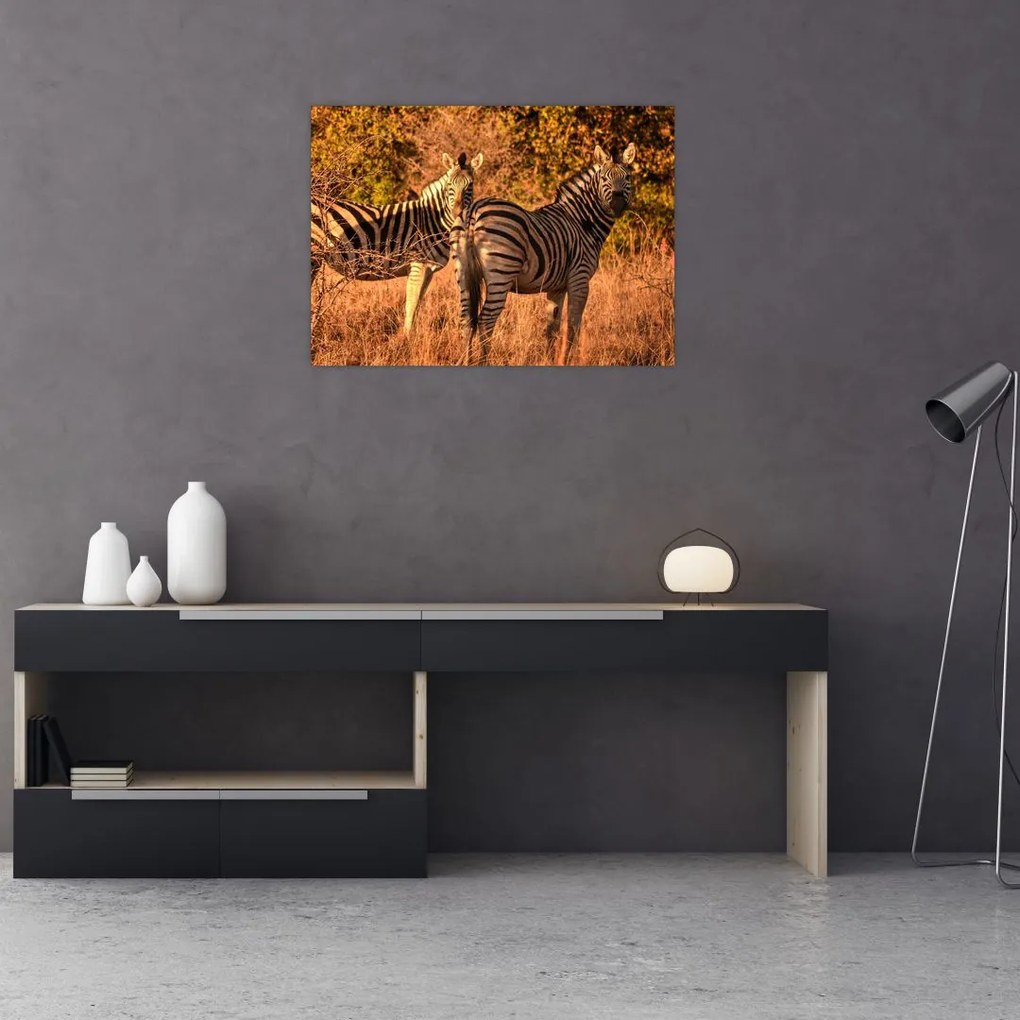 Tablou cu zebre (70x50 cm)