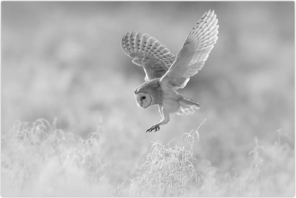 Tablou - Bufniță,alb-negru (90x60 cm)