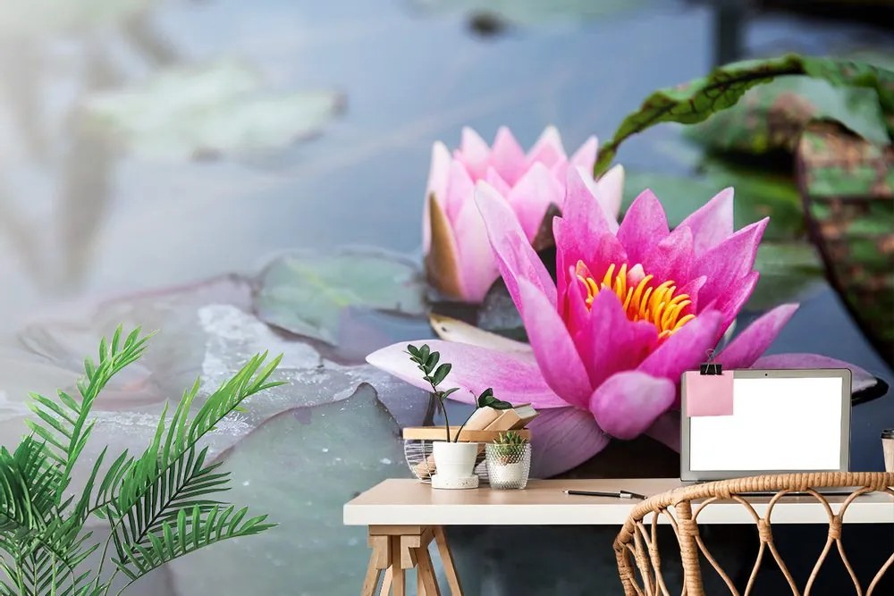Fototapet floare roz de lotus