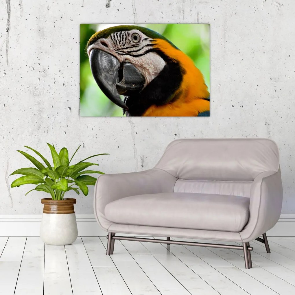 Tablou cu papagal (70x50 cm)