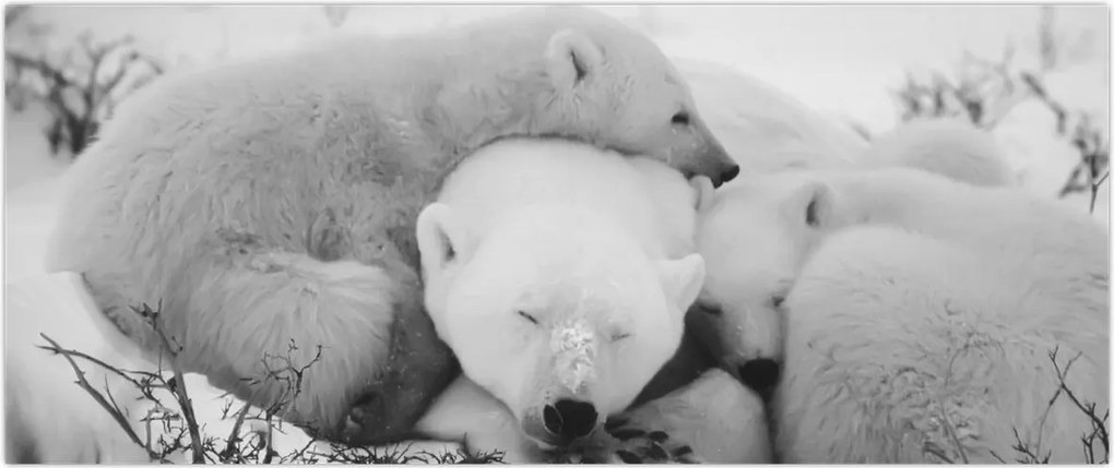 Tablou - Urșii polari (120x50 cm)