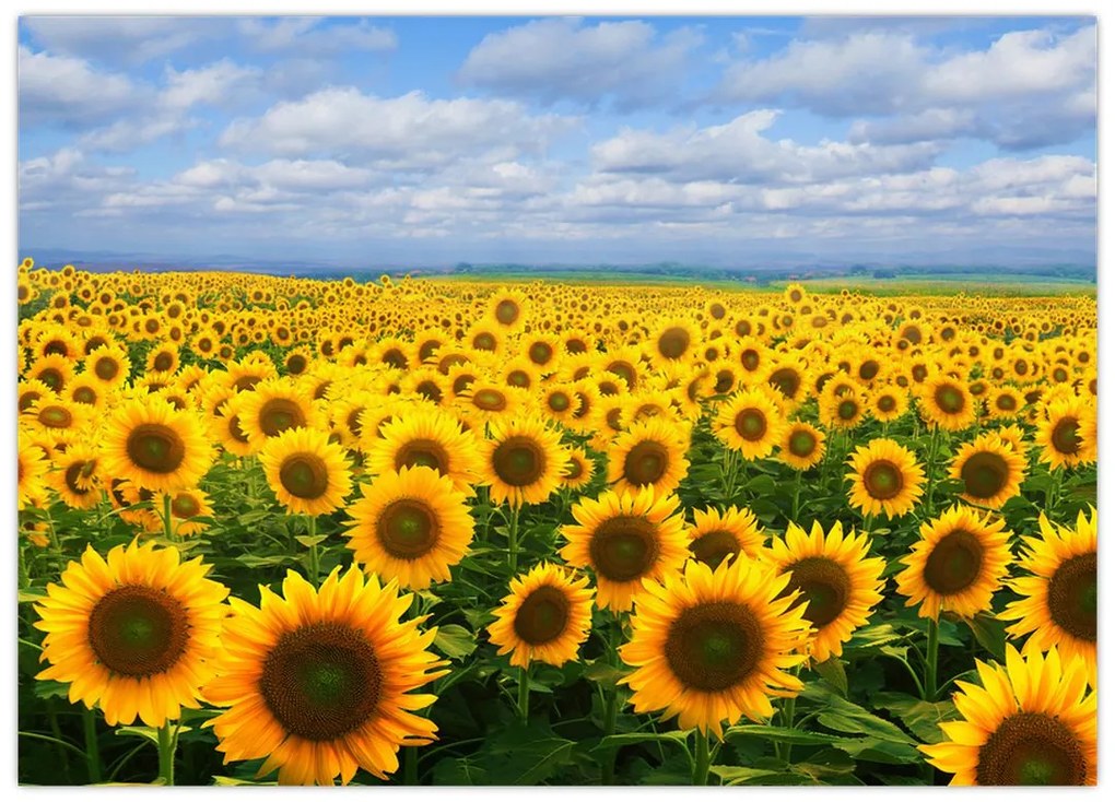 Tablou cu lan de floarea soarelui (70x50 cm)