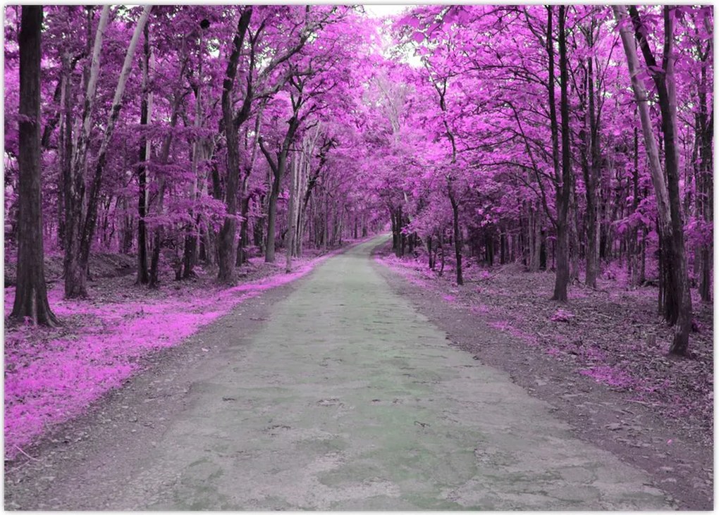 Tablou - drum prin parc (70x50 cm)