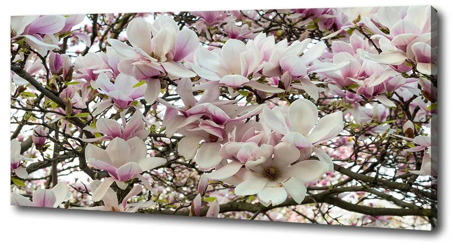 Imprimare tablou canvas Flori magnolia