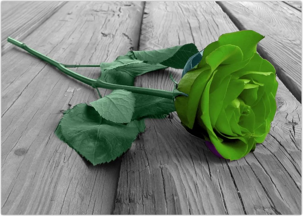 Tablou - Trandafir verde (70x50 cm)