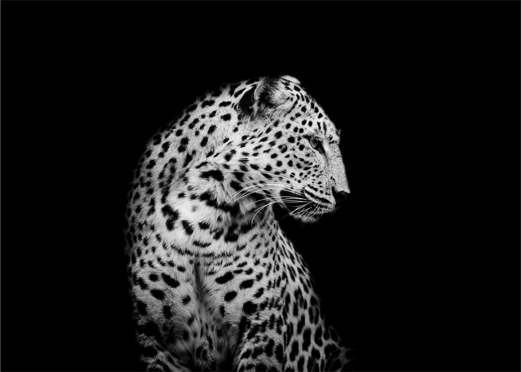 Tablou pe sticlă - Leopardul (70x50 cm)