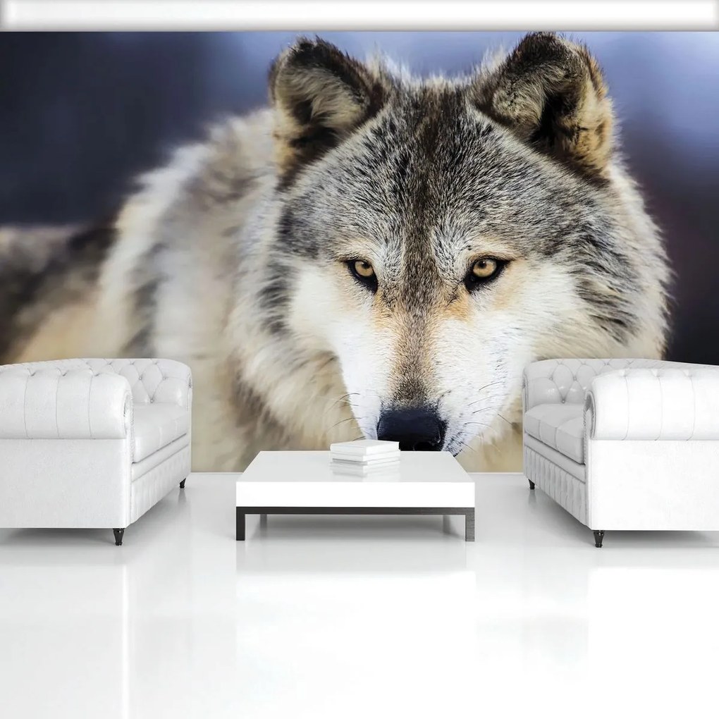 Fototapet - Lup (152,5x104 cm)