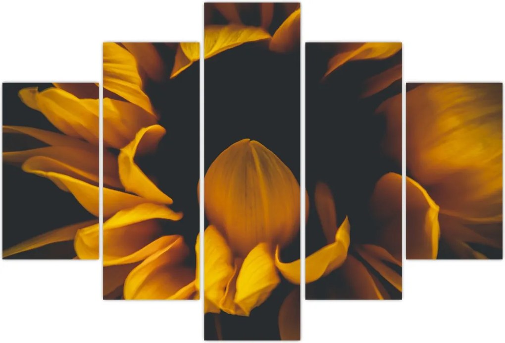 Tablou - Floarea-soarelui în fundal negru (150x105 cm)