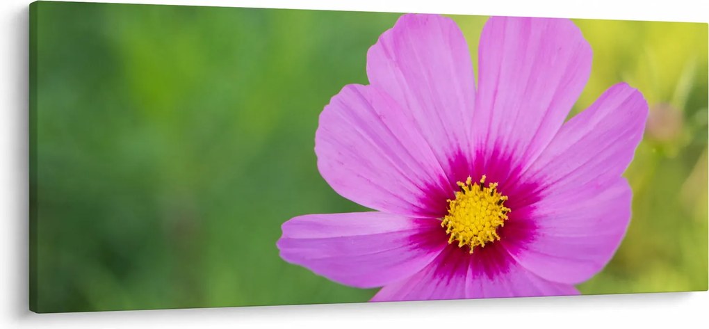 Tablou - floare de câmp (120x50 cm)
