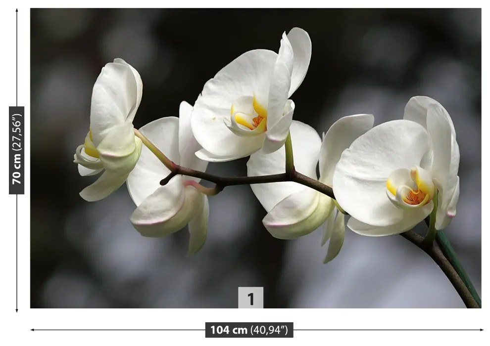 Fototapet White Orchid