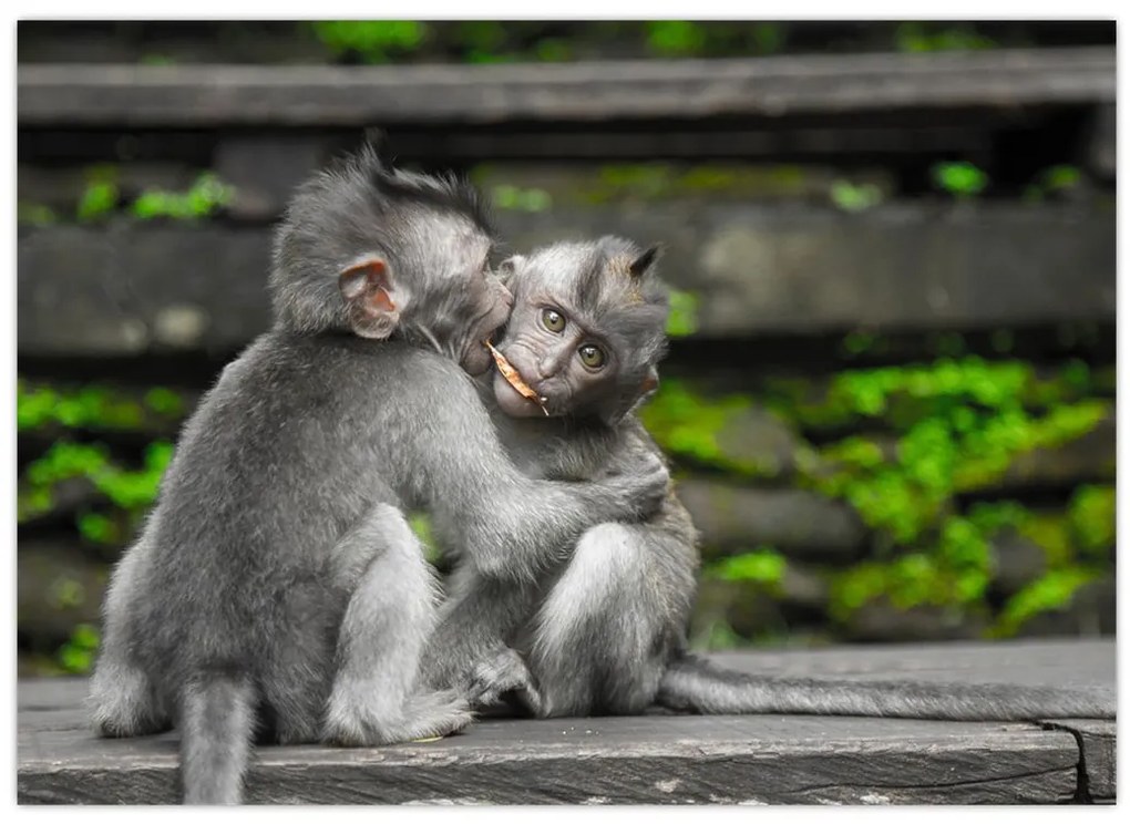Tablou - maimuțica (70x50 cm)
