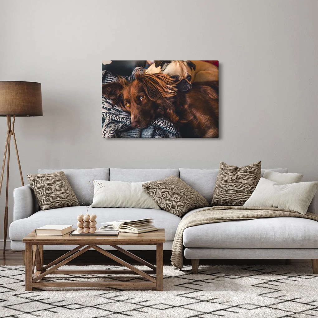 Tablou cu câini dormind (90x60 cm)