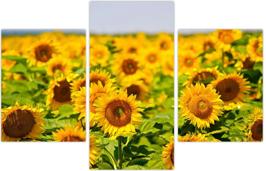 Tablou - Floarea-soarelui (90x60 cm)