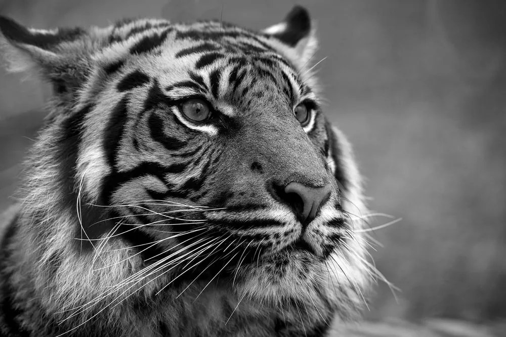 Fototapet autoadeziv tigrul bengal în alb-negru