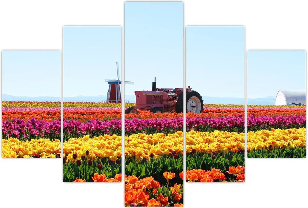 Tablou cu farma de lalele (150x105 cm)