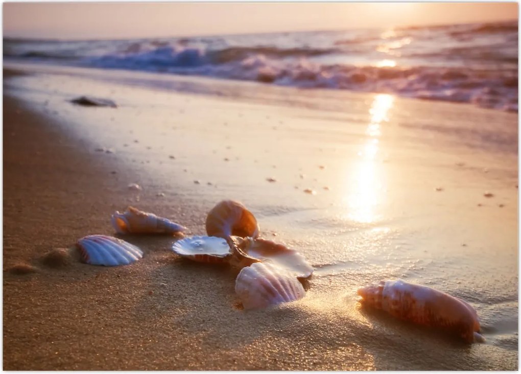 Tablou - Scoici (70x50 cm)