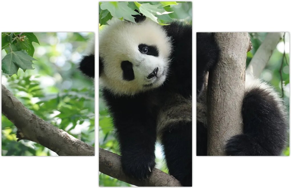 Tablou - Panda in copac (90x60 cm)