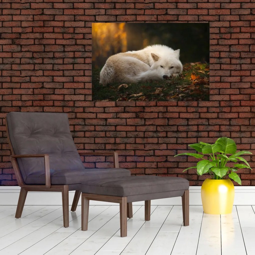 Tablou - Lupul care se odihnește (90x60 cm)