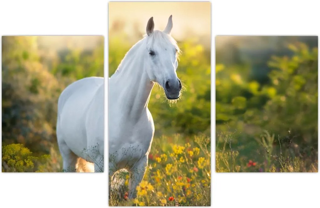 Tablou - Cal alb în poină (90x60 cm)