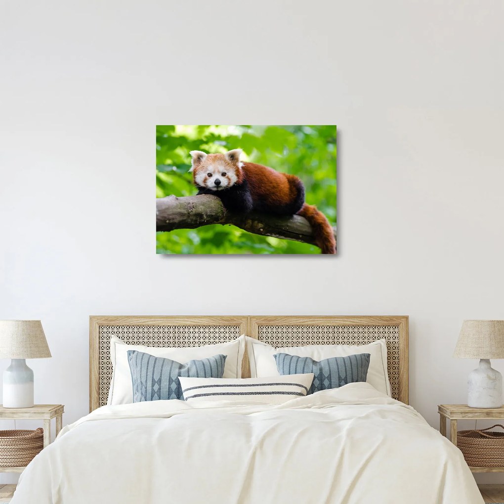 Tablou pe sticlă cu panda roșie (70x50 cm)