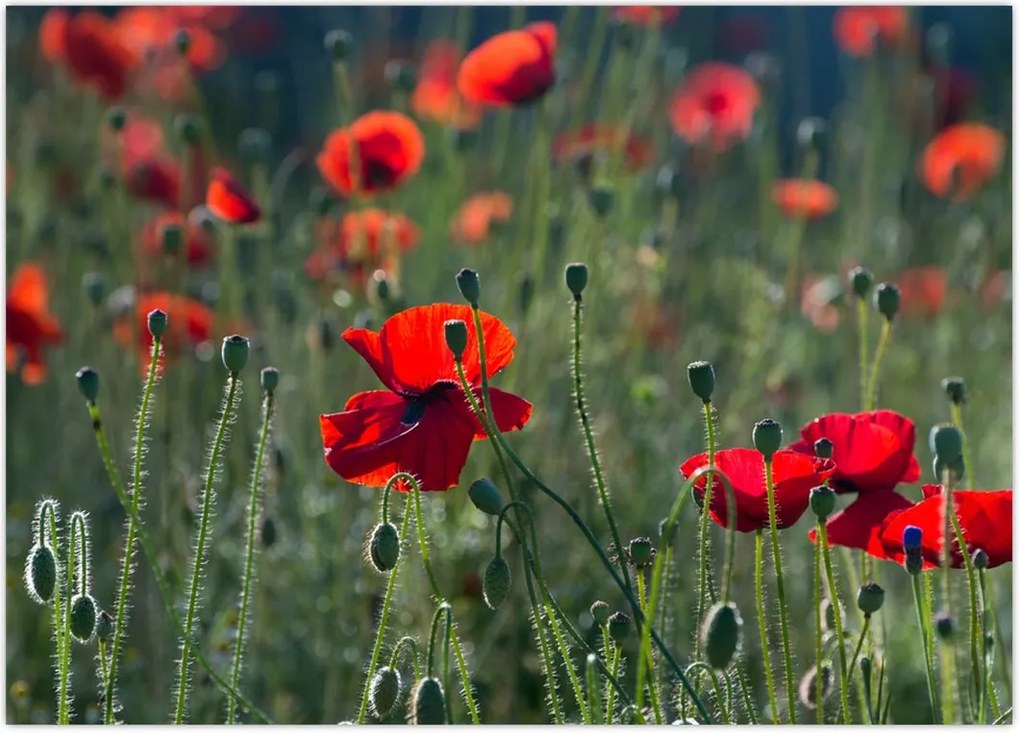 Tablou - Lunca cu maci (70x50 cm)