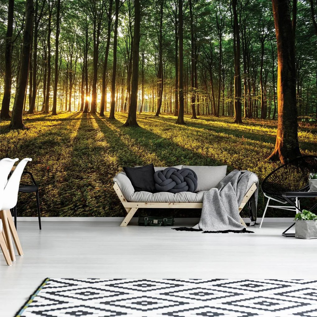 Fototapet - Pădure (152,5x104 cm)