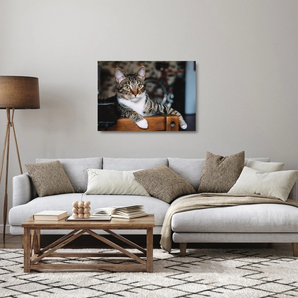 Tablou pe sticlă cu pisica (70x50 cm)