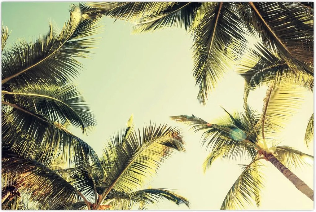 Tablou - Palmieri de cocos (90x60 cm)