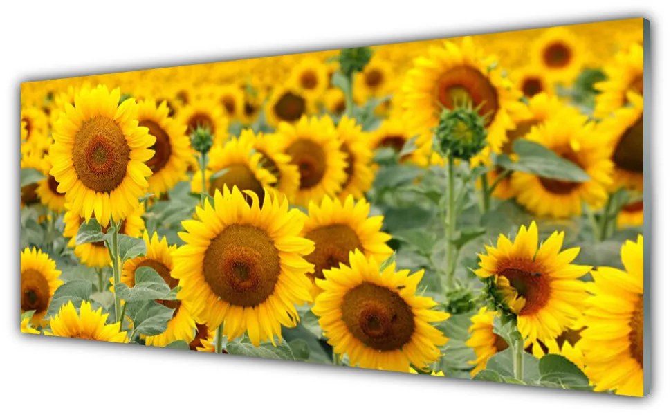 Tablouri acrilice Floarea soarelui Floral Brown Galben