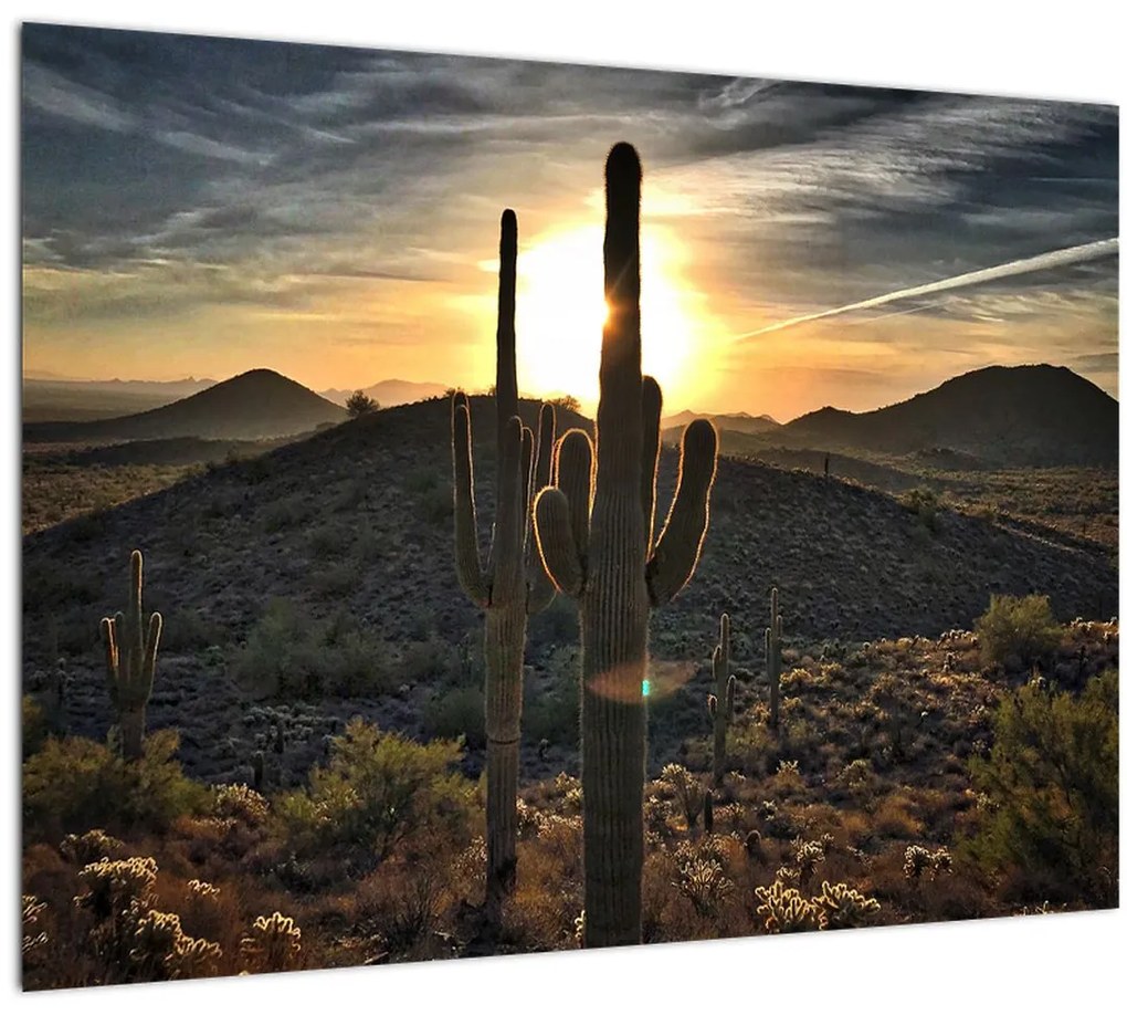 Tablou - cactușii la soare (70x50 cm), în 40 de alte dimensiuni noi