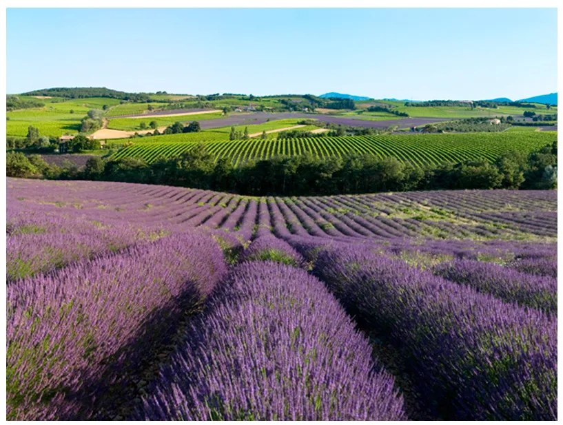 Fototapet - Lavender fields