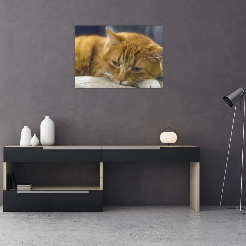 Tablou pe sticlă cu pisica (70x50 cm)