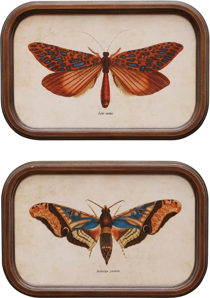 Set 2 tablouri cu fluturi, cu rama din lemn, Butterfly