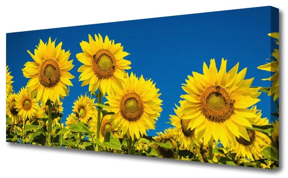 Tablou pe panza canvas Floarea soarelui Floral Galben Verde