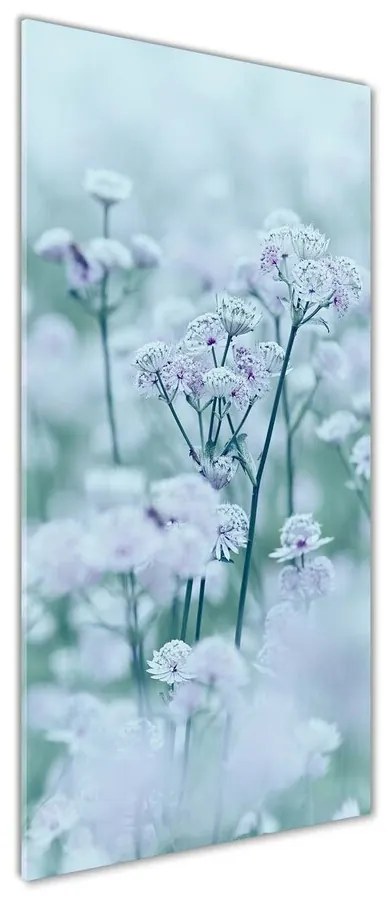 Tablou Printat Pe Sticlă Astrantia