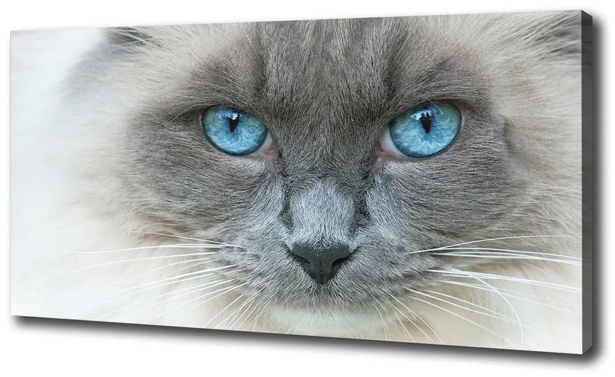 Imprimare tablou canvas Cat ochi albaștri