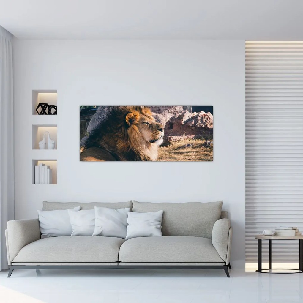 Tablou cu leul dormind (120x50 cm), în 40 de alte dimensiuni noi