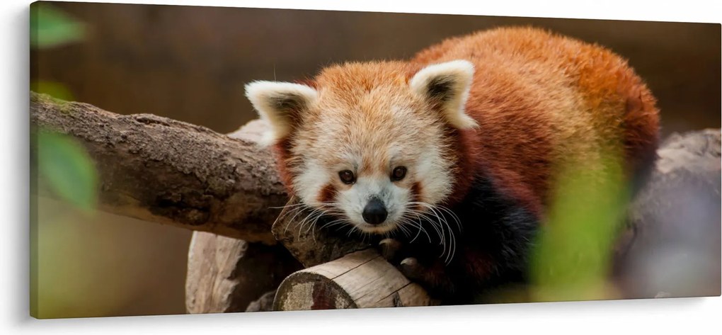 Tablou cu panda roșie (120x50 cm)