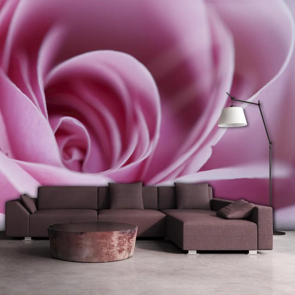 Fototapet Bimago - Pink rose + Adeziv gratuit 200x154 cm