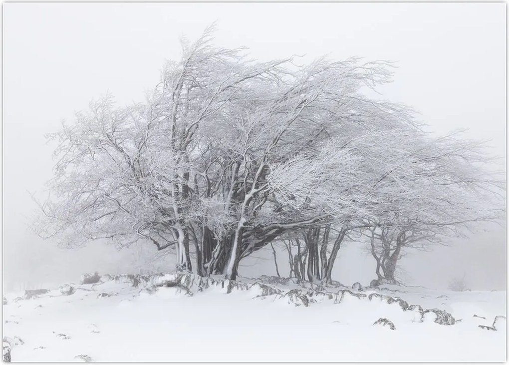 Tablou - Iarnă albă (70x50 cm)