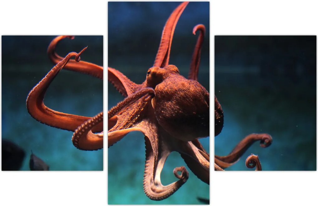 Tablou - Caracatiță (90x60 cm)