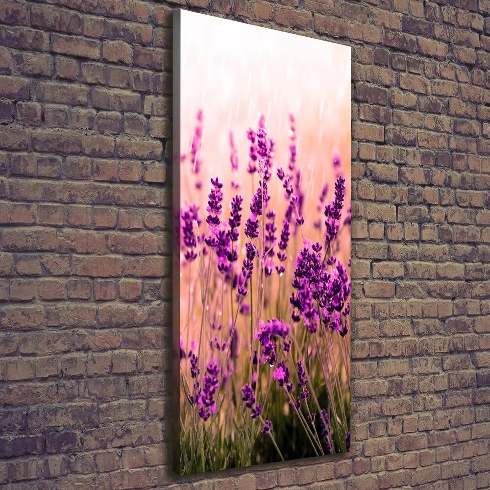 Imprimare tablou canvas Câmp de lavandă