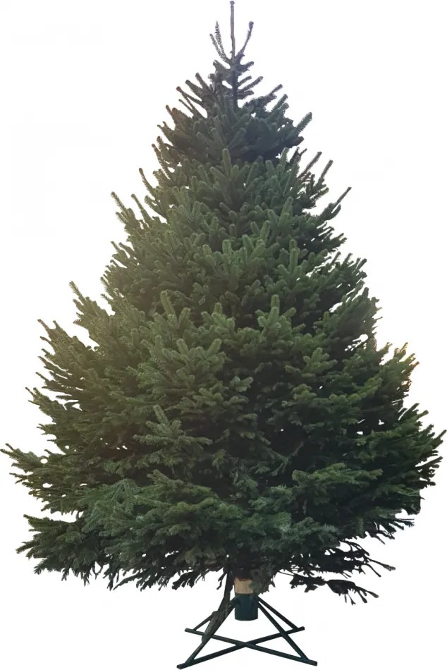 Brad natural de Craciun nordmann TOP QUALITY 500-600 cm